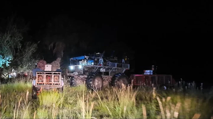 Hog hunting with dogs at 101 Ranch [2025]