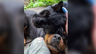 Luna the loving panther. 😻 🐆 Hugs with leopard and rottweiler.