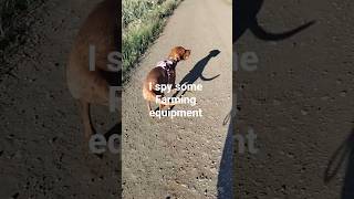 I spy some farm equipment. #socialisation #forcefreedogtraining #relationshipbaseddogtraining