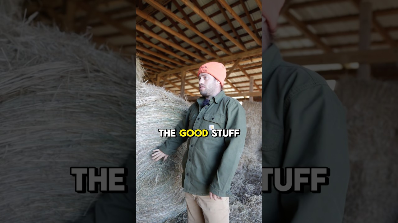 How To Store Hay For Cows | Outside Vs Inside #hay #cow #farm #farmlife #homestead #food #farmer