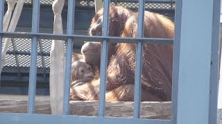 旭山動物園で夏期営業開始 オランウータンの赤ちゃんなど見どころ