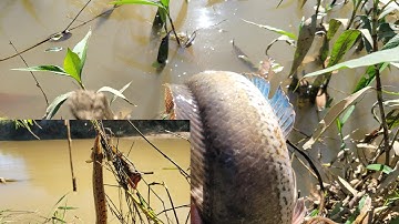 Cắm cần câu săn cá lóc | ở Sông Cần cắm lên được Cá Lóc  Bự | Cá Chạch | Câu Cá Giải Trí