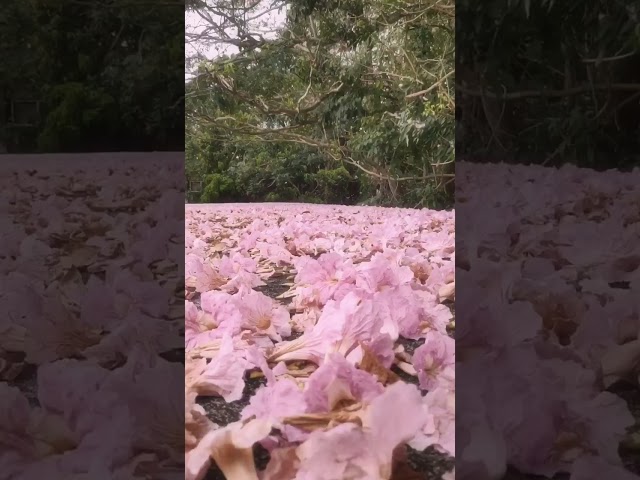 Beautiful Flowers Falling 😍😍🌸🌸🍃 Mind Clam Scenery Srilanka Travelling #shorts #nature #travel class=