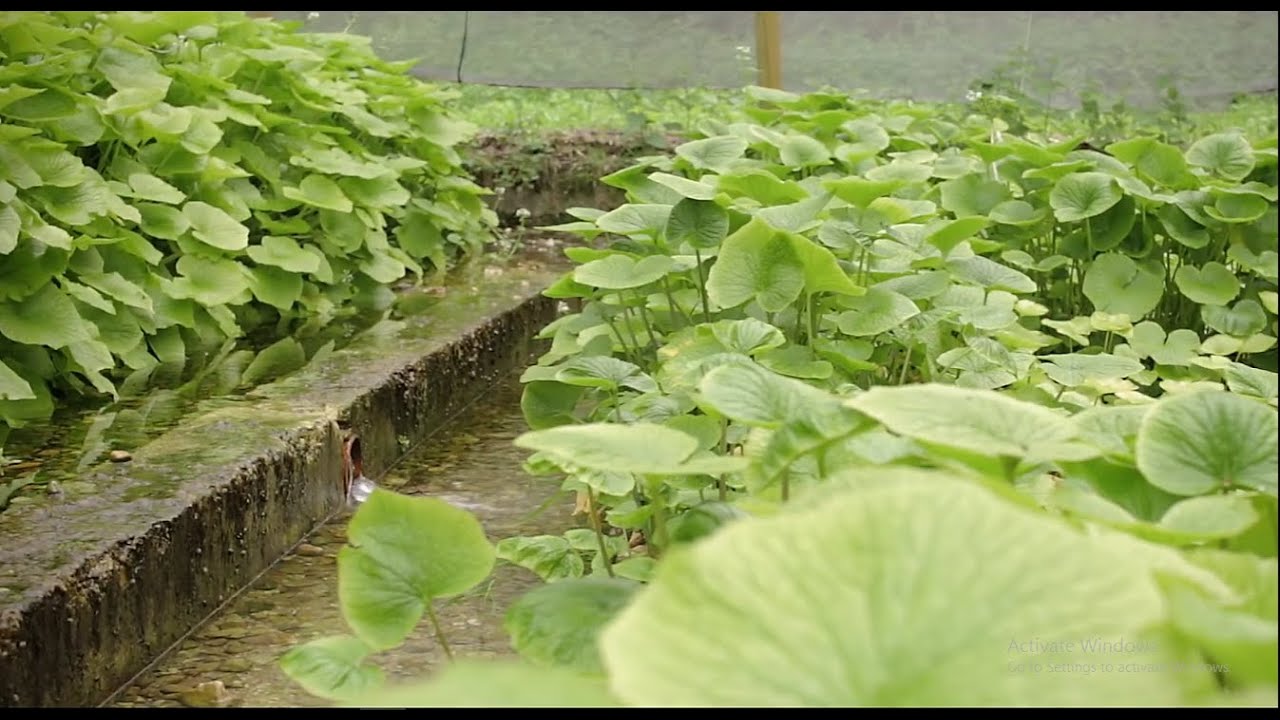 Growing Wasabi Other Than In Japan YouTube