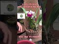 CГЎch Trб Ng Lan Cattleya Ra Hoa Quanh NДѓm Lan Rung Lam Dong Lan Cattleya CГЎch Trб Ng Lan Cattleya Ra Hoa Quanh NДѓm Lan Rung Lam Dong Lan Cattleya