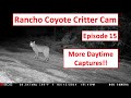 Wild Animals in Action on Rancho Coyote Trail-Cams (episode 15)