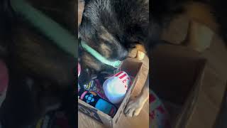 Dog opens Barkbuster BarkBox!  #Dogtoys #rescuedog