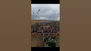 Dirt prep for winter...plowing the wheat and canola stubble #tractor #ag #farming #farmer #farm