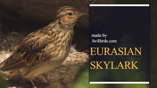 Eurasian Skylark [Alauda Arvensis]