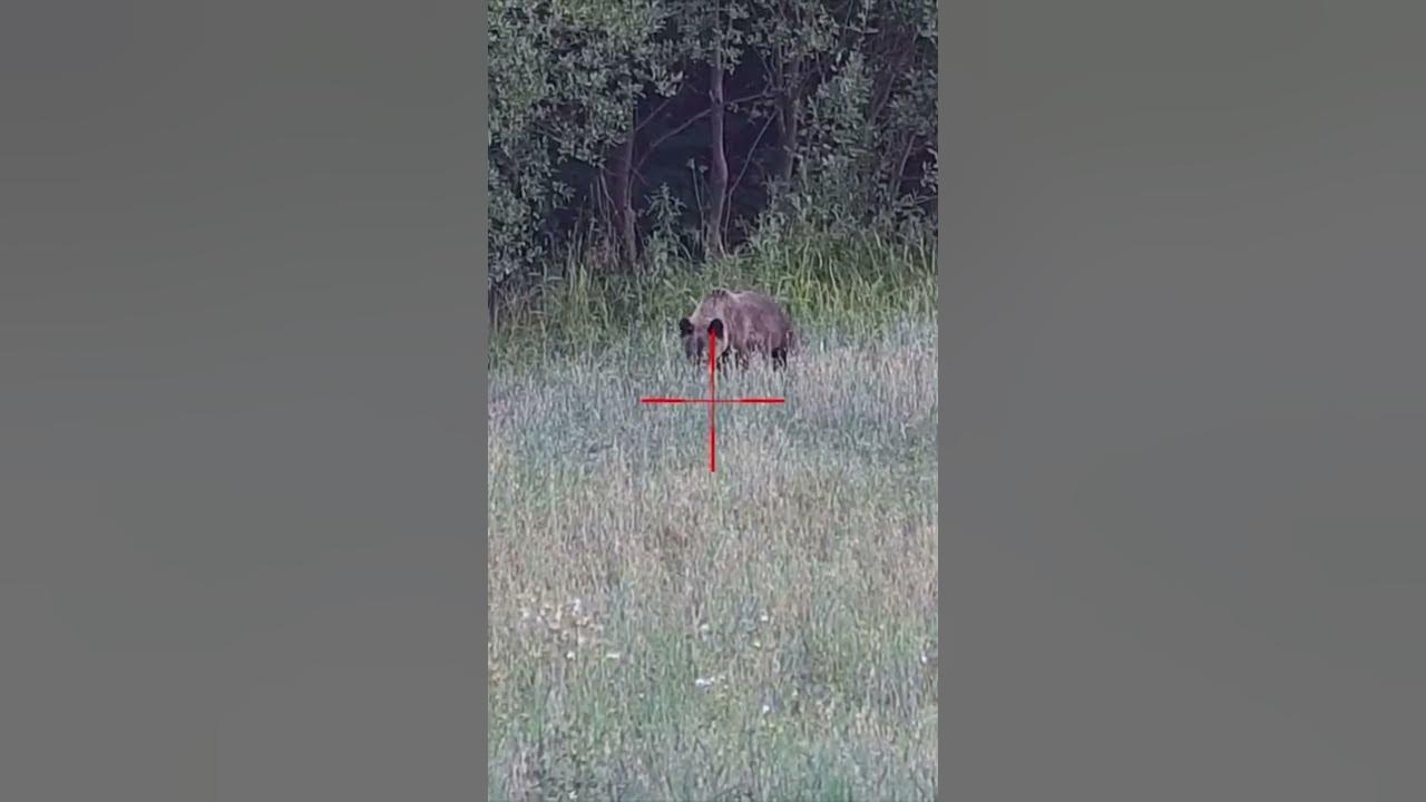 Цифровые прицелы день/ночь - YouTube