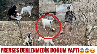 Prensesanne Oldu Küçücük Bi̇r Findik Doğduhi̇sleri̇m Doğru Çikti