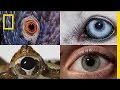 Watch: How Animals and People See the World Differently | National Geographic