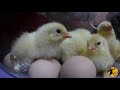 SONO NATI I PULCINI - Schiusa Uova in Incubatrice Fiem - parte 1 Brahma Chicks