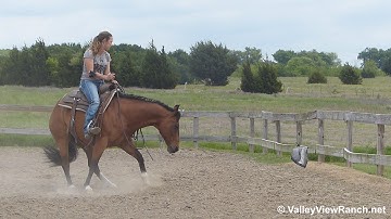 Stylish Masin - bridleless working the mechanical cow - Valley View Ranch