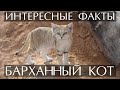 Барханный кот - интересные факты