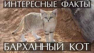 Барханный кот - интересные факты