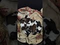 shituzu new born babies plz subcribe like share #konasema #petlover #amazing #lovers