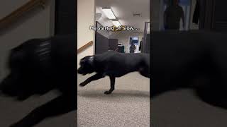 Office Fetch With Brody