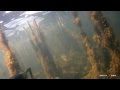 Подводная охота, Кучурганский лиман. Декабрь 2014г