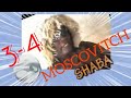  film congolais  moscovitch  34