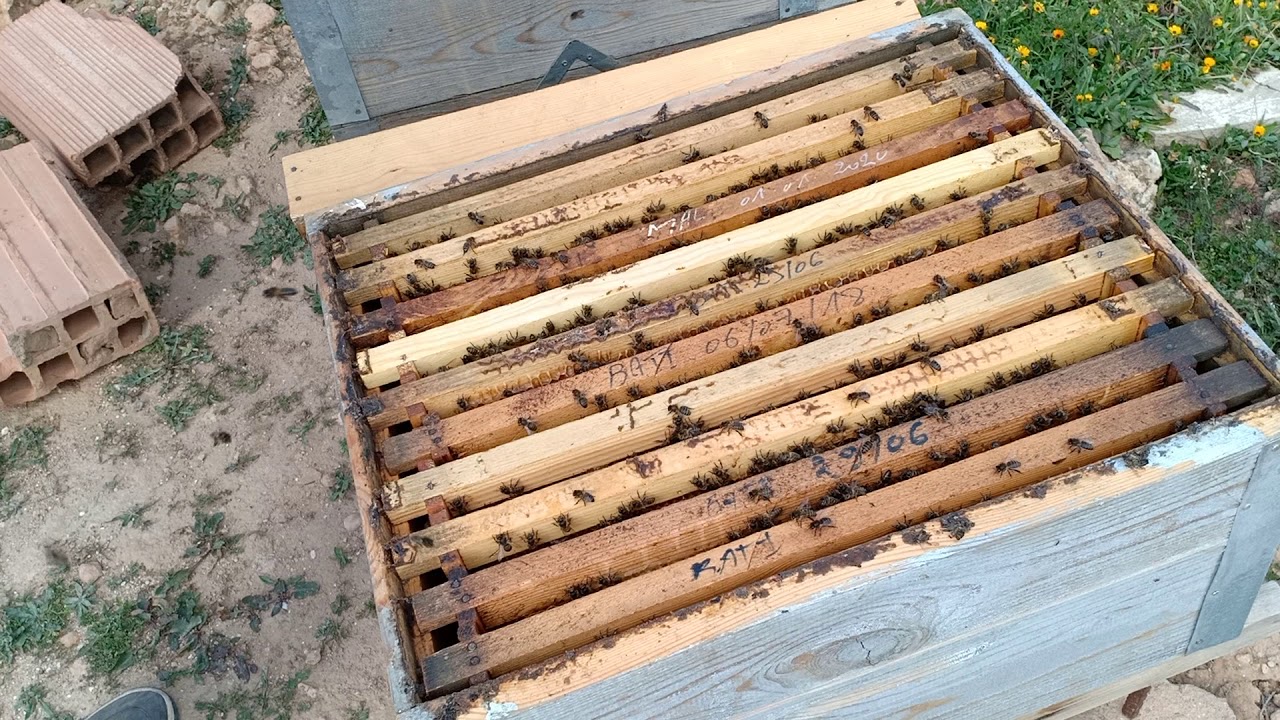 الحلقة 66 النحل يبدأ في تربية الذكور. حان وقت تربية الملكات