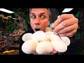 CUTTING 12 SNAKE EGGS!! WHAT'S INSIDE?? | BRIAN BARCZYK