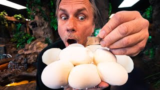 CUTTING 12 SNAKE EGGS!! WHAT'S INSIDE?? | BRIAN BARCZYK