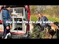 a day in the life as a dog walker | All Paws Outdoors