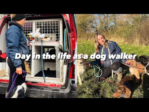 Video: Hondenstapelaars stapelen begrijpen
