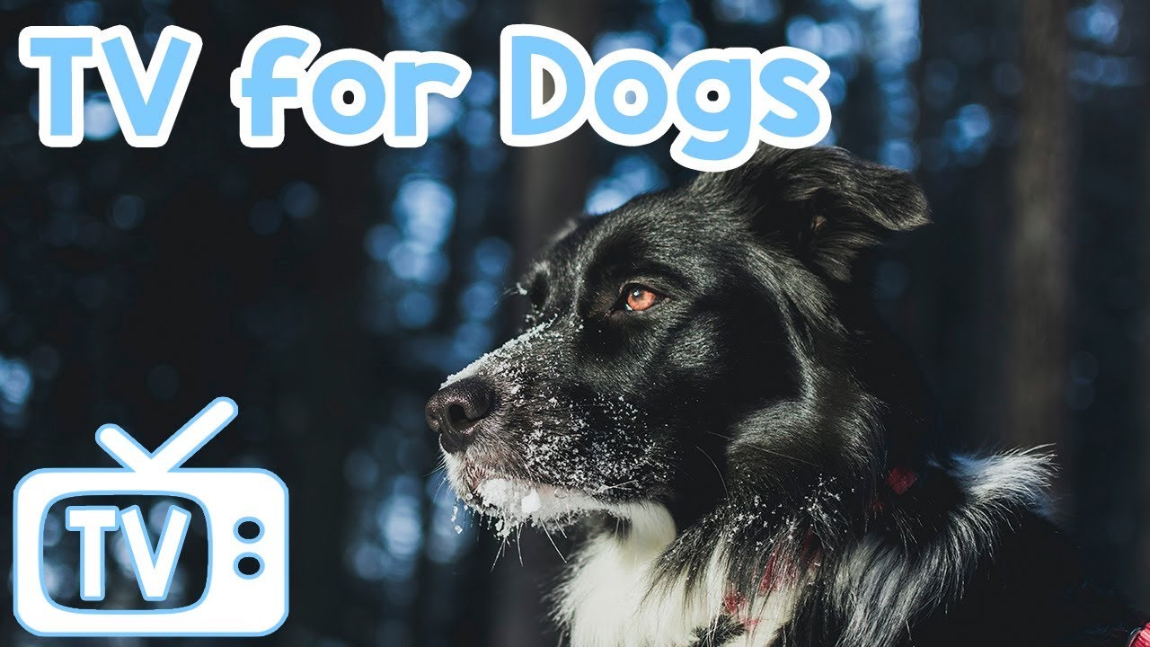 calm dogs Dog Music TV New 2018! The Best Squirrel and Bird Footage with Music for Dogs to Watch and Relax to!