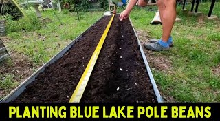 How To Grow Blue Lake Stringless Pole Beans In A Raised Bed!!