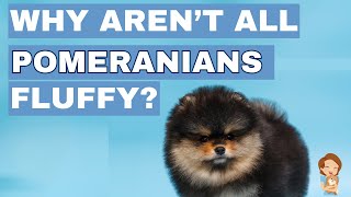 Fluffy or Not? Understanding the Variables in Pomeranian Coats