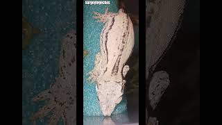 #gargoylegecko #gargoylegeckos #geckos #reptiles #lizards #pets #reptilekeeper #reptilekingdom #zoo
