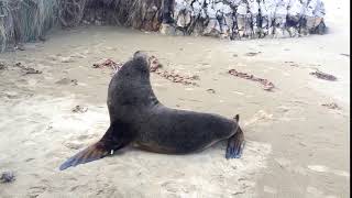Seal farting