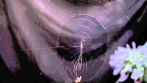 Strange Attractor