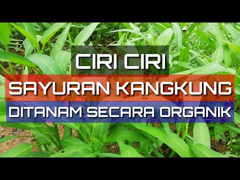 Video: Ciri-ciri Persenyawaan Pada Tanaman Sayur-sayuran