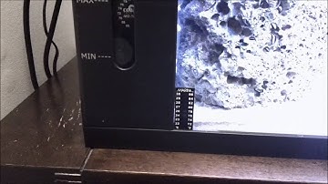 Coralife BioCube Basics: Week 2- The Cleaner Crew