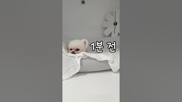 강아지 🕕배꼽 시계는 얼마나 정확할까? 6시는 퐁키 밥시간