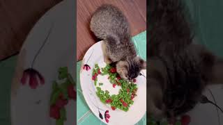 จิ๋มอิ่มนมแม่แล้วยังมาแอบกินอาหารแม่ต่อ? แมว animal catvideos catlover cat kitten