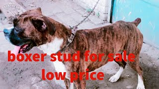 Boxer dog stud for sel