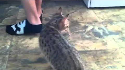 Watch the video about Savannah cats fishing