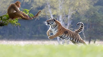 Clash of the Titans: Tiger vs  Monkey A Battle of Strength and Wits