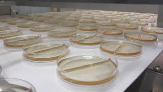 HSL high speed petri dish filling machine overview