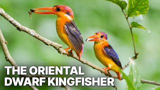 The Oriental Dwarf Kingfisher