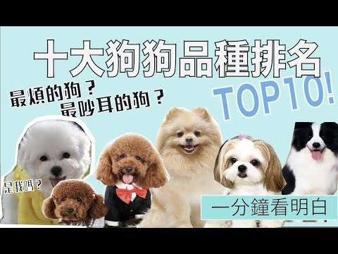 【狗狗排行榜】TOP10 最受歡迎狗品種 !你家小狗上榜了嗎？| That&39;s Tammi