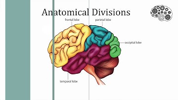 Tricky Topics: Cortical Anatomy (Captioned)