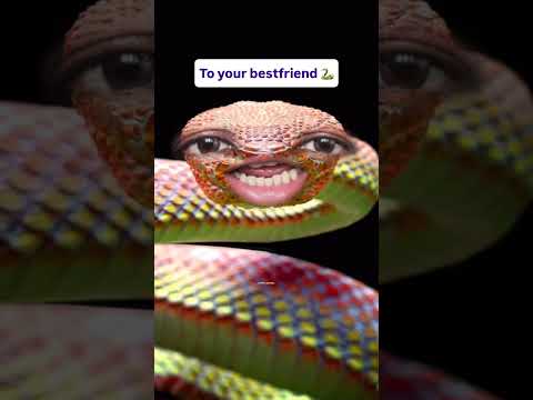 Snake’s Honest Opinion About My Best Friend