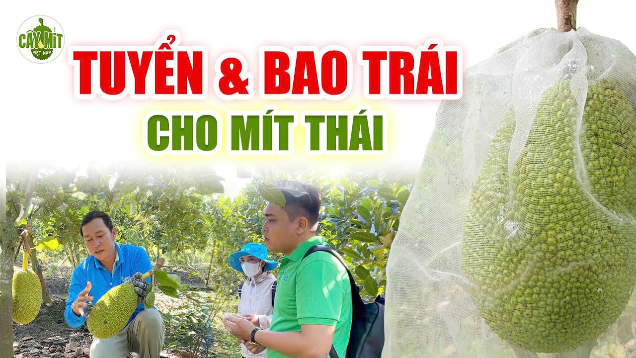 THAO TÁC TUYỂN VÀ BAO TRÁI CHO MÍT THÁI #caymitvietnam #caymit #kythuattrongmit #caycomui