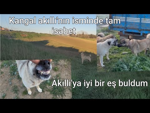 KANGAL AKILLI'NIN KARAKTERİ NASIL???