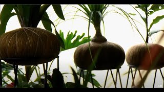 Kokedama - Plantas y Jardines en Teleamiga